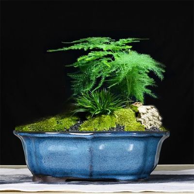 Potes de cerámica azules esmaltados de la planta interior de los bonsais los 30x23x10cm